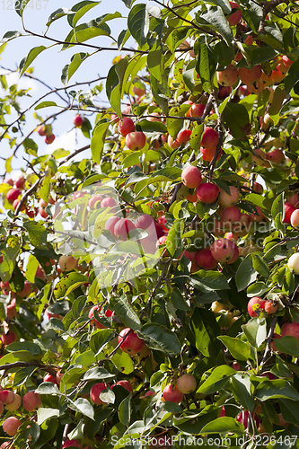 Image of red wild apples