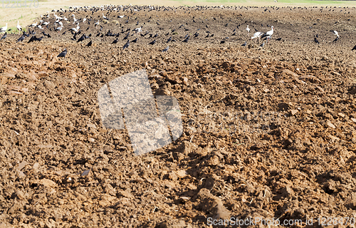 Image of stork, crow field