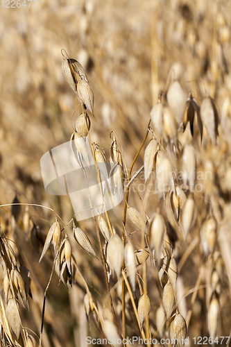 Image of oat closeup