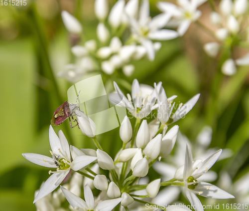 Image of shield bug on ramsons blossom