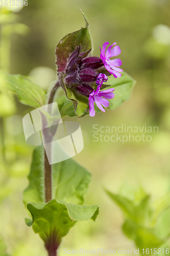 Image of purple forest flower closeup