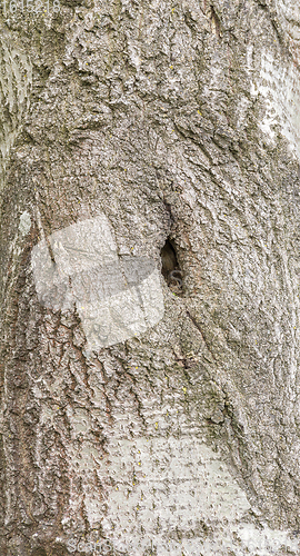 Image of natural bark detail