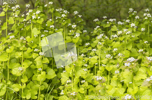 Image of ground cover vegetation