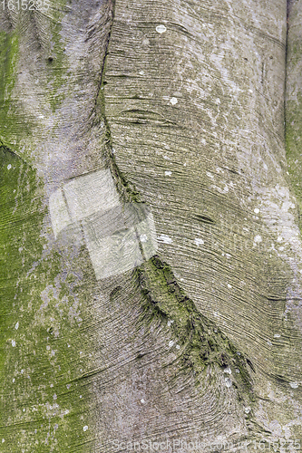 Image of natural bark detail