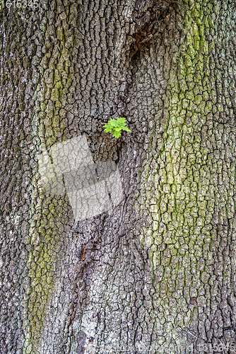 Image of bark with sprout