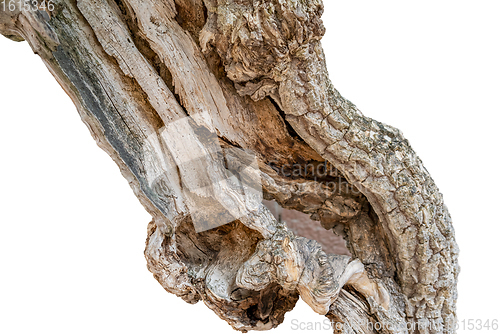 Image of old broken tree trunk