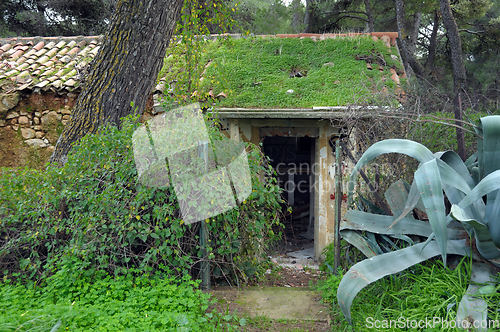 Image of forest house overrun by nature