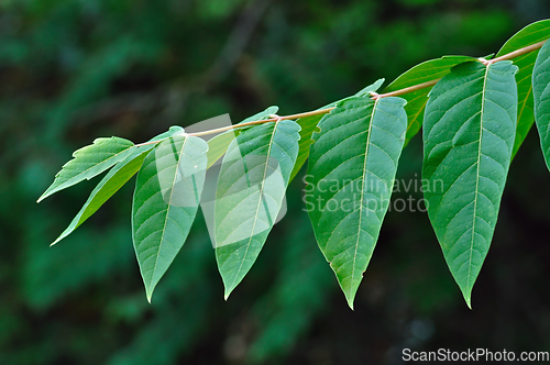 Image of tree branch with green leaves