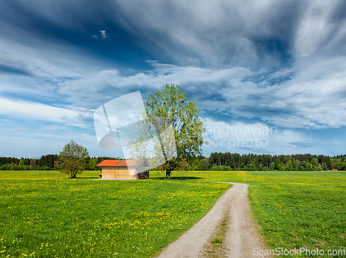 Image of Summer meadow