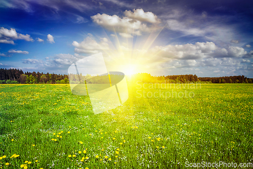 Image of Green meadow with grass in summer