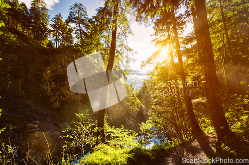 Image of Green forest with sunrays