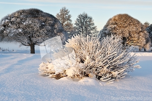 Image of beautiful winter landscape in the park on a sunny day