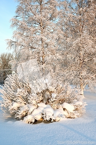 Image of beautiful winter landscape in the park on a sunny day