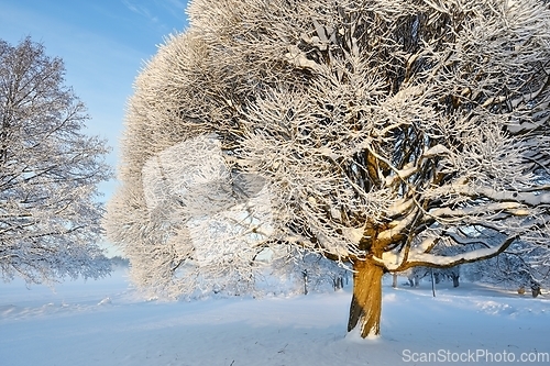 Image of beautiful winter landscape in the park on a sunny day