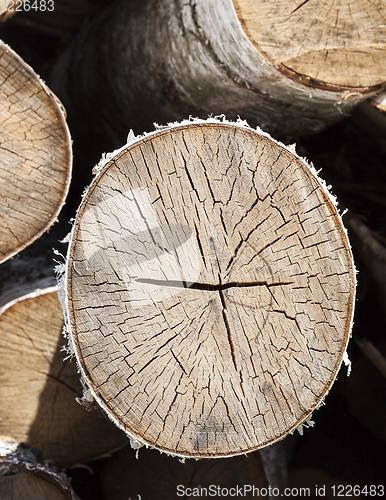 Image of cracked birch trunk