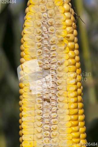 Image of cob of sweet corn