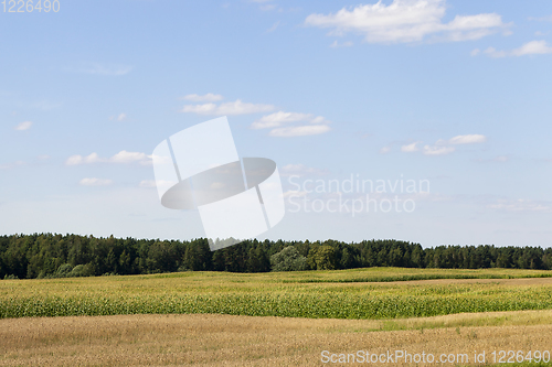 Image of field corn landscape