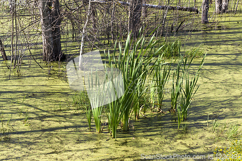 Image of forest reserve, duckweed