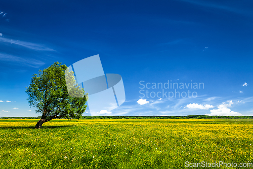 Image of Green field scenery lanscape with single tree