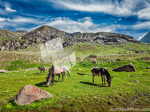 Image of Horses grazing in Himalayas