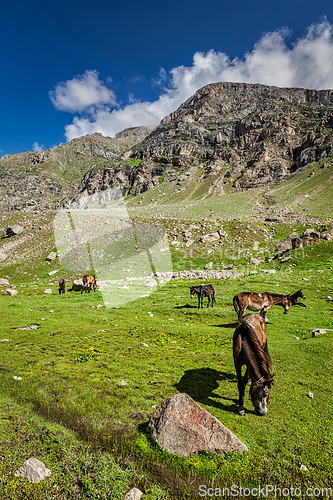 Image of Horses grazing in Himalayas