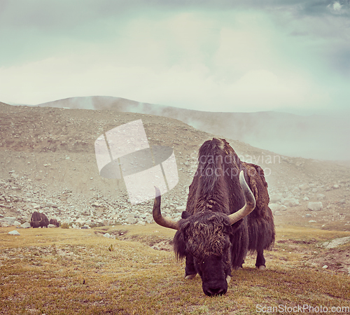 Image of Yak grazing in Himalayas