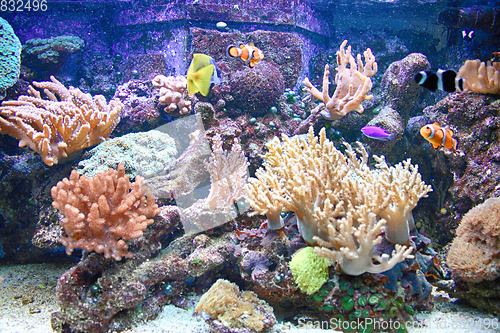 Image of color aquarium background