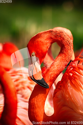 Image of flamingo bird detail 