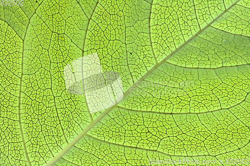 Image of green leaf texture