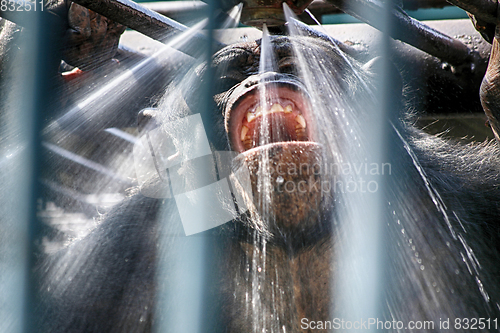 Image of monkey in the shower