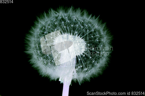 Image of old dandelion flower