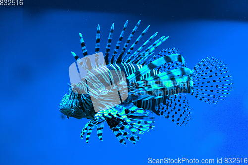 Image of exotic lion fish