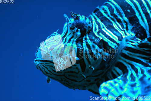 Image of exotic lion fish
