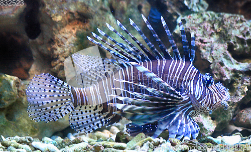 Image of exotic lion fish