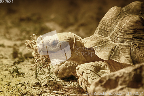 Image of old eating turtle