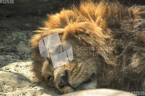 Image of lion is resting 