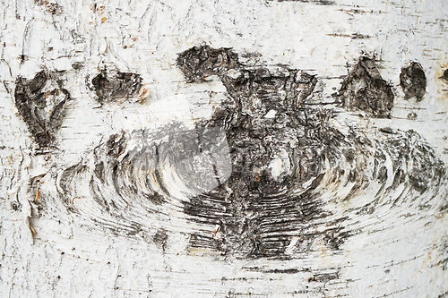 Image of birch tree bark