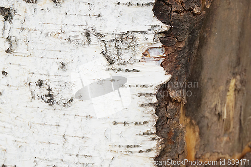 Image of birch tree bark