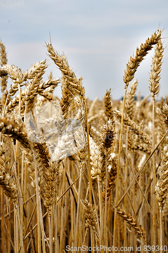 Image of golden corn field