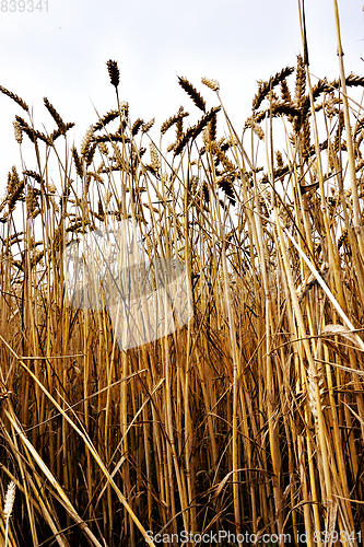 Image of golden corn field