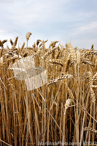 Image of golden corn field