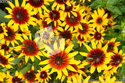 Image of yellow echinacea flowers