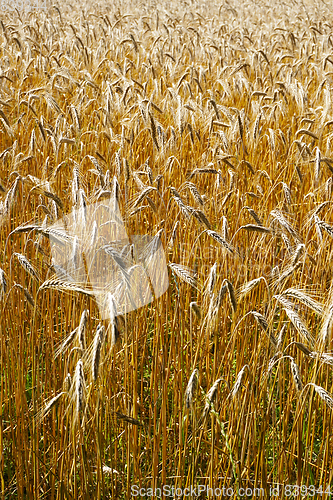 Image of golden corn field