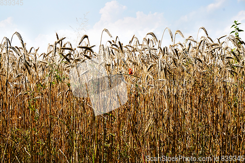 Image of golden corn field