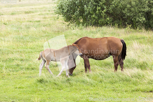 Image of family from horse