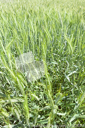 Image of Green ears of rye