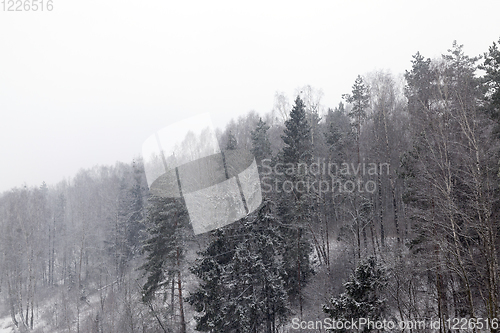 Image of forest in winter