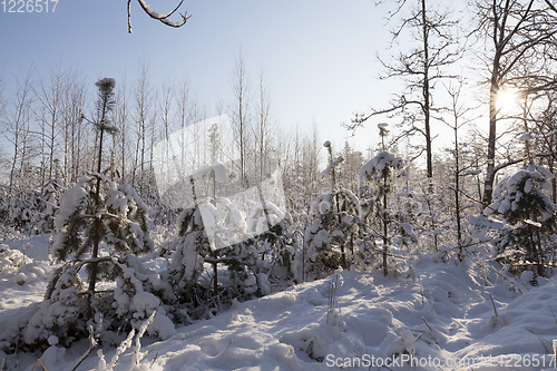 Image of young forest, in the winter