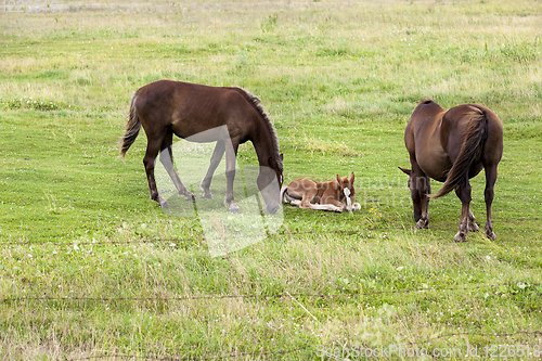 Image of family from horse