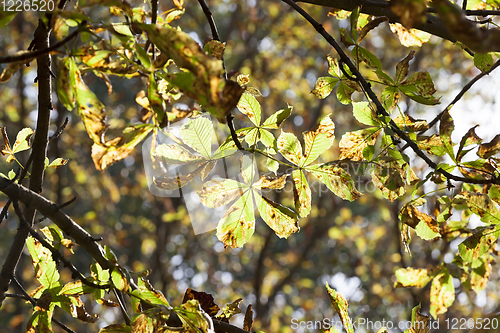 Image of chestnut foliage